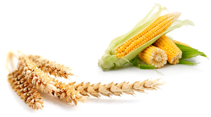 Corn Wheat
